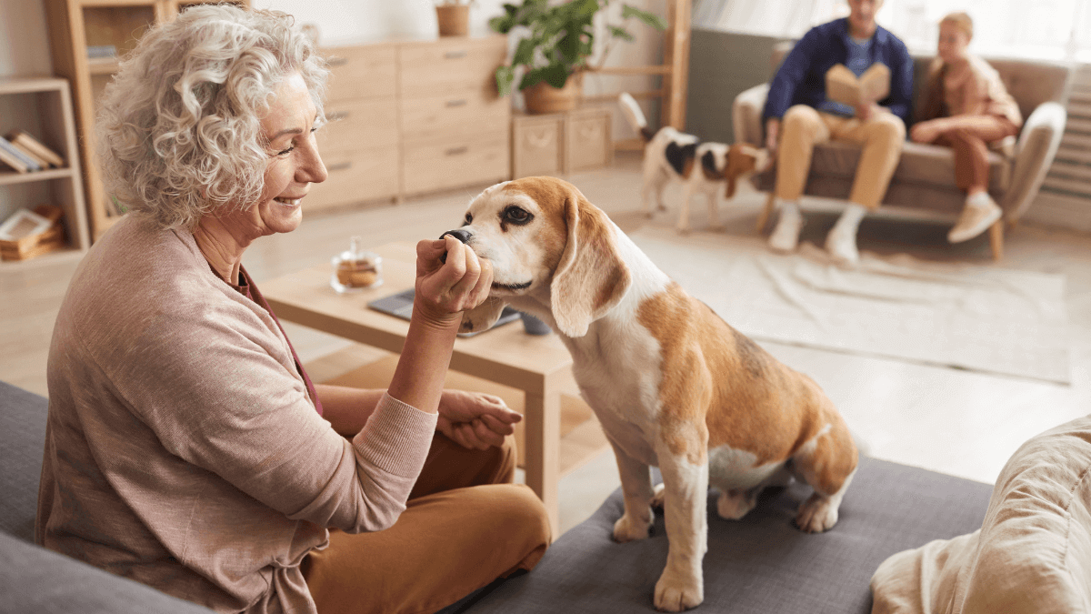 How Dogs Can Help Humans Prevent Dementia Photo Inspiration